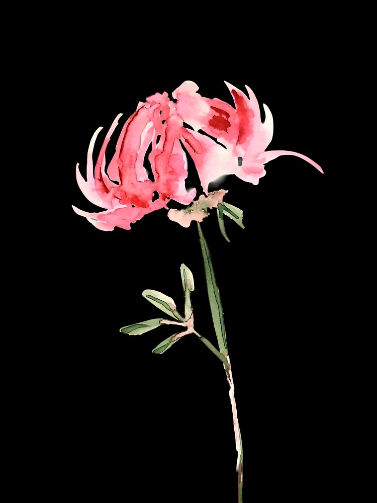 Vibrant Red/Pink Chrysanthemum by elizafong