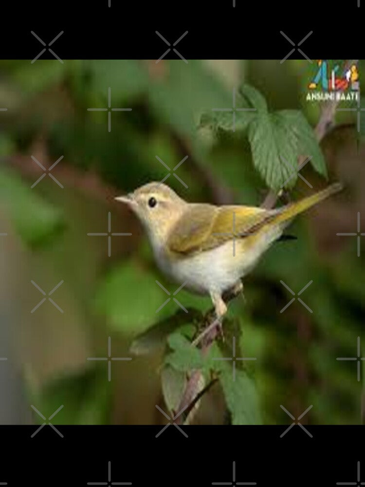 A Beautiful Bird Design by Sameer Shrivastava