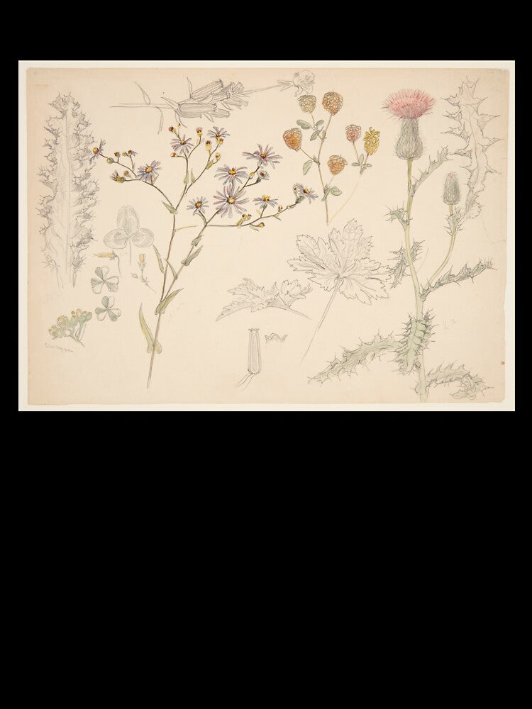 Antique Meadow Wildflower Botanical Drawing by lulu890