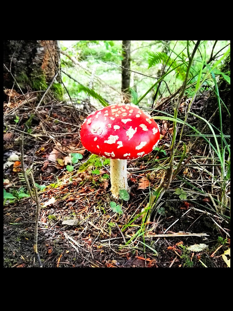 Scottish mushroom by JessicaHydro