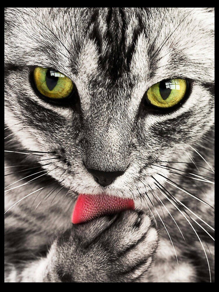 Feline tenderness by Jhon0301