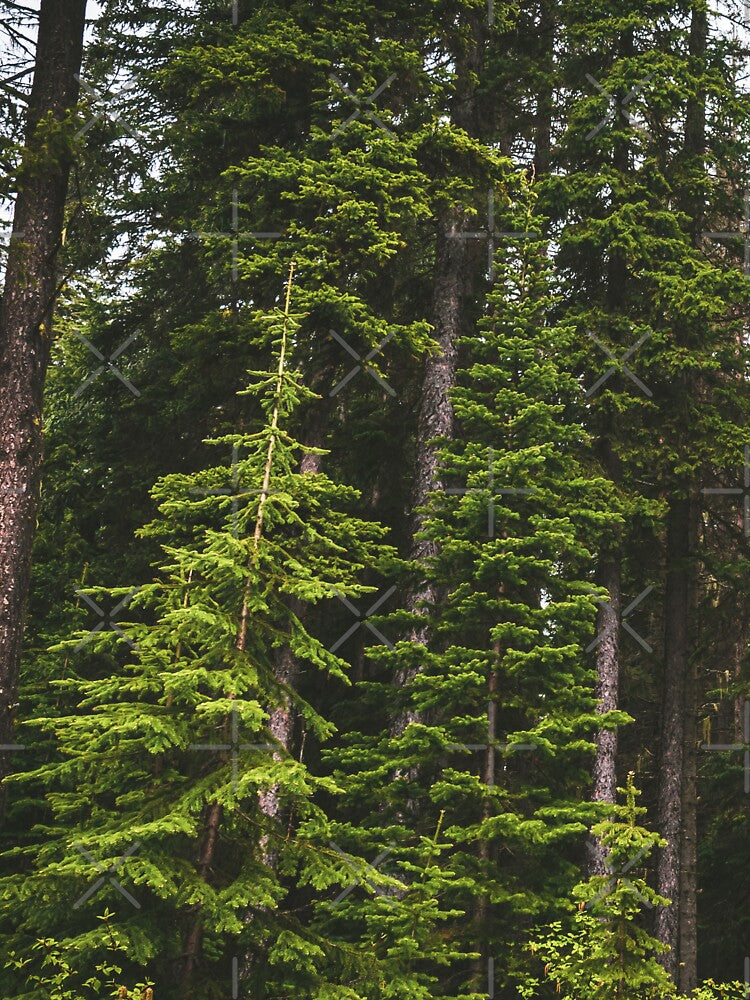 Magical Evergreen Mountain Woods by Amy Mitchell