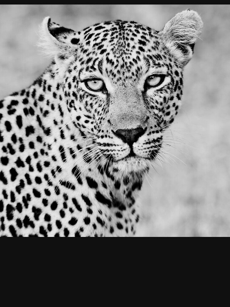 Majestic Leopard by Wildlife BW