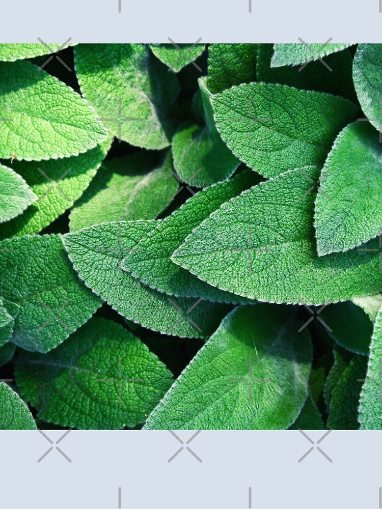 Green Leaves by javajossi