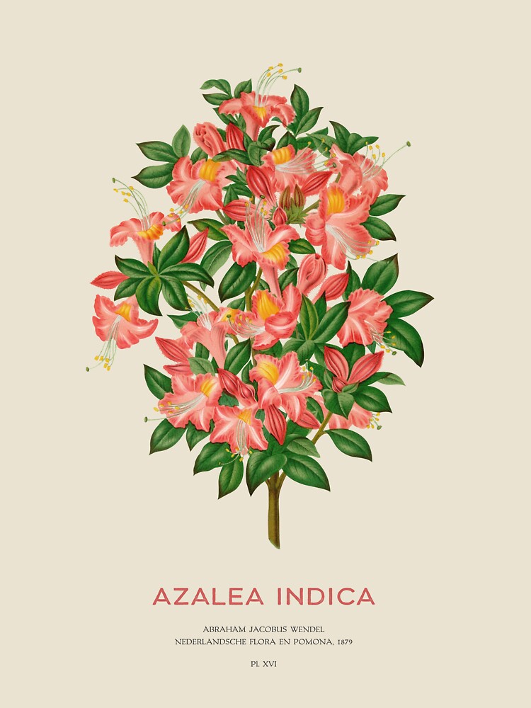 Azalea or Azalea indica by Vintagrafica