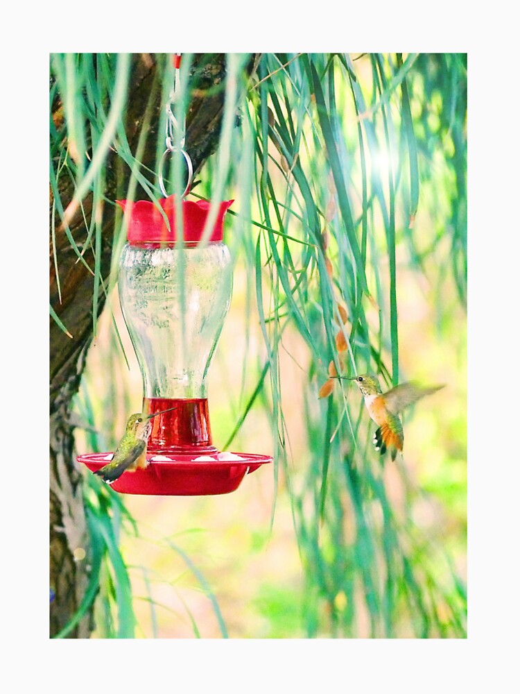 Wings of Love: Hummingbird Symphony by sky earth human