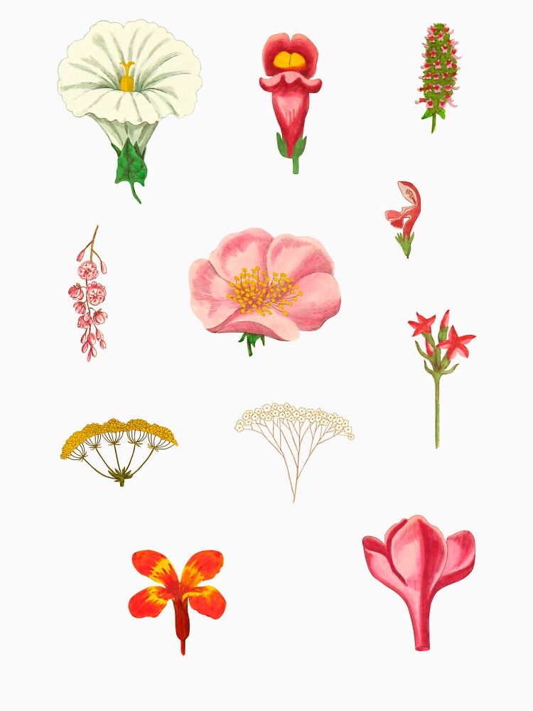 Botany Collage - Identifying Flower Structures by wildstrawberry