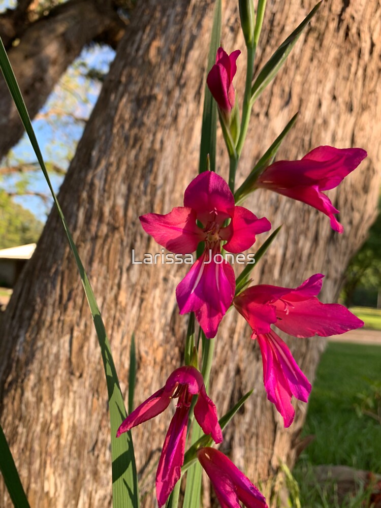 Flowers by Roonature