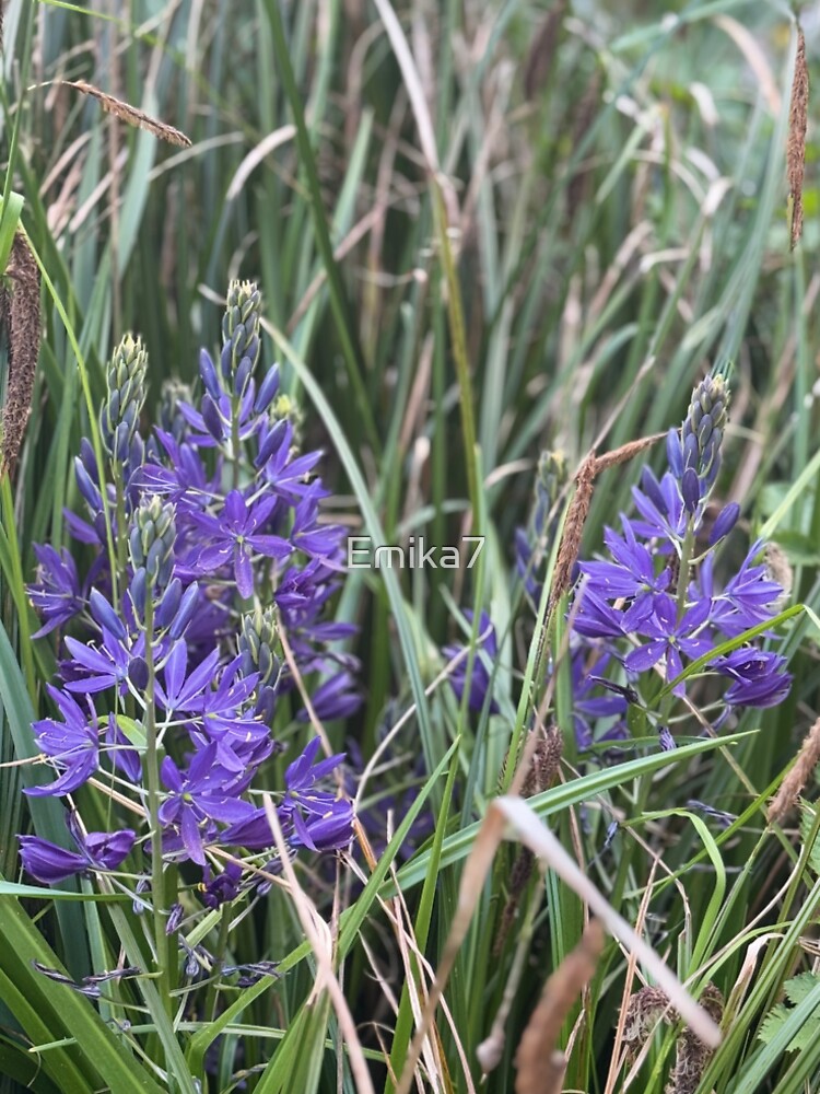 Flowers of the Day by Emika7