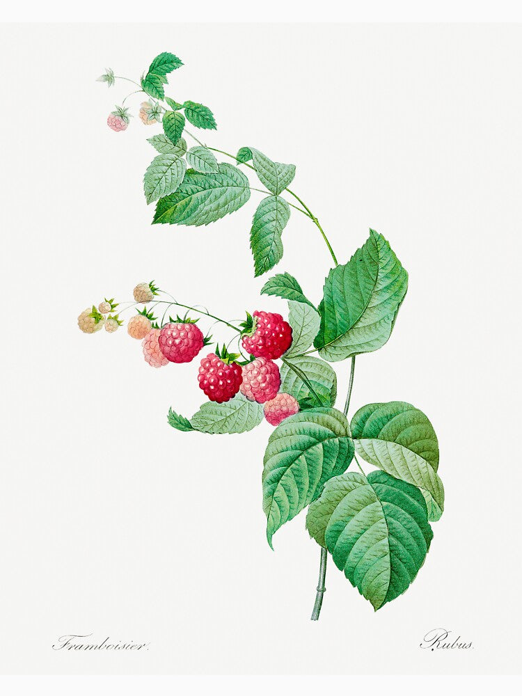 Raspberry Fruit Vintage Botanical Illustration by TheRetroArtRoom