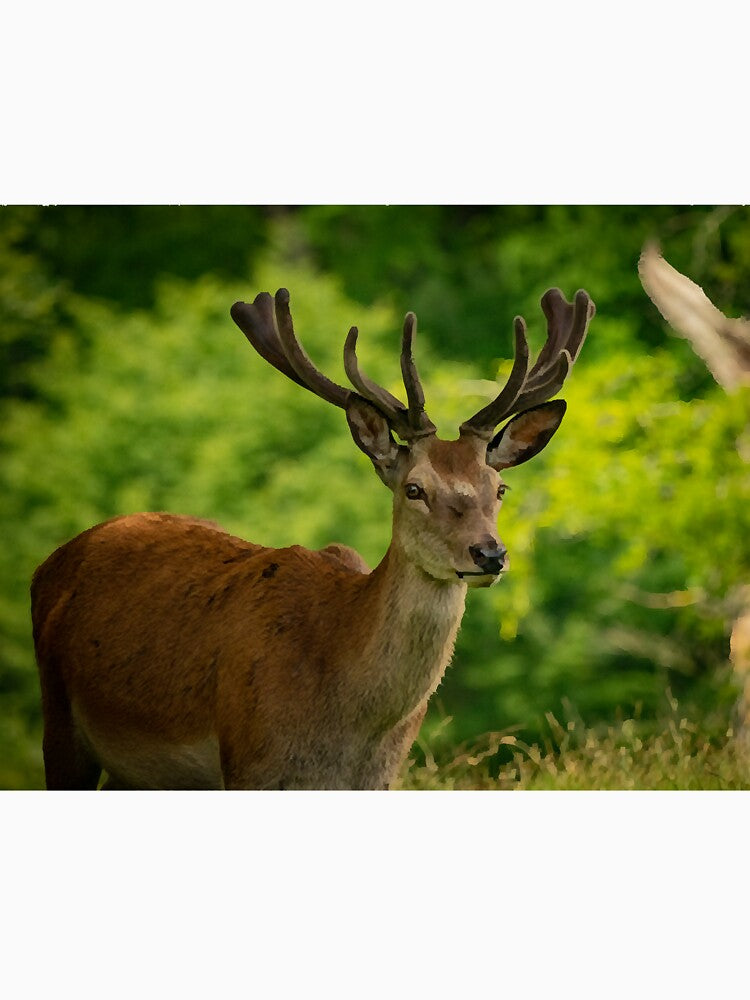 stag 5 by ethperez6445vc
