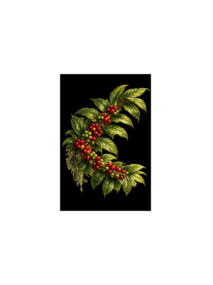 Brazilian Coffee Branch by JuanDiegoAyala